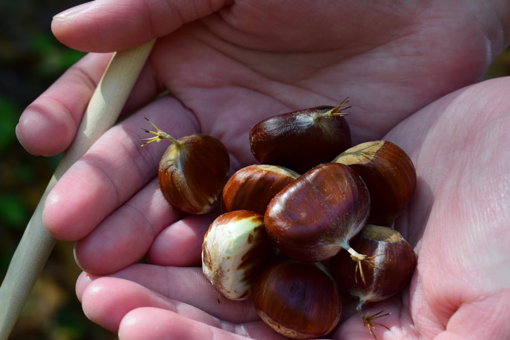 brown and white round fruit