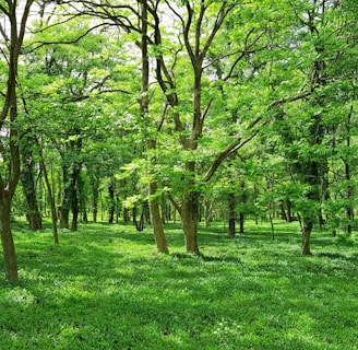 green grass field with trees