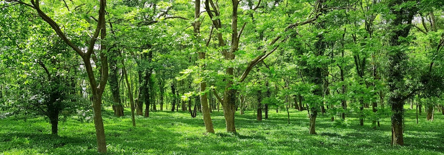 green grass field with trees