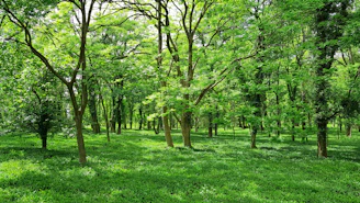 green grass field with trees