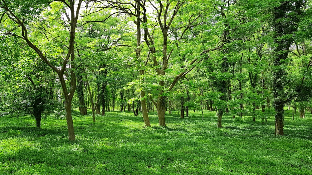 green grass field with trees