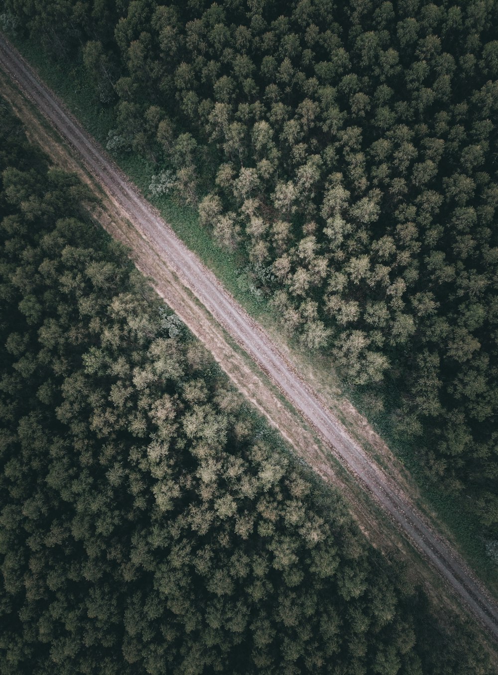 aerial view of green trees