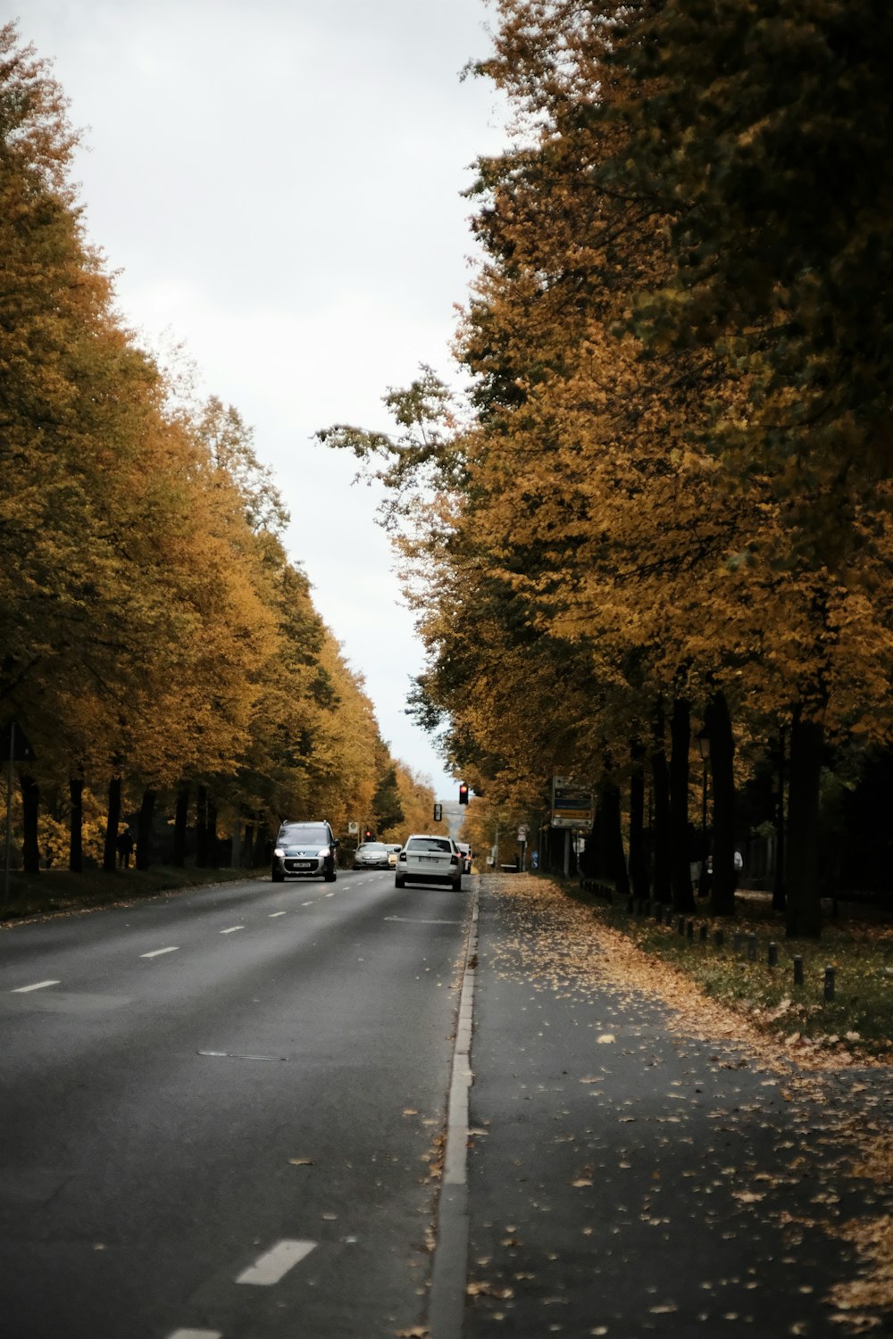 cars on road between trees during daytime