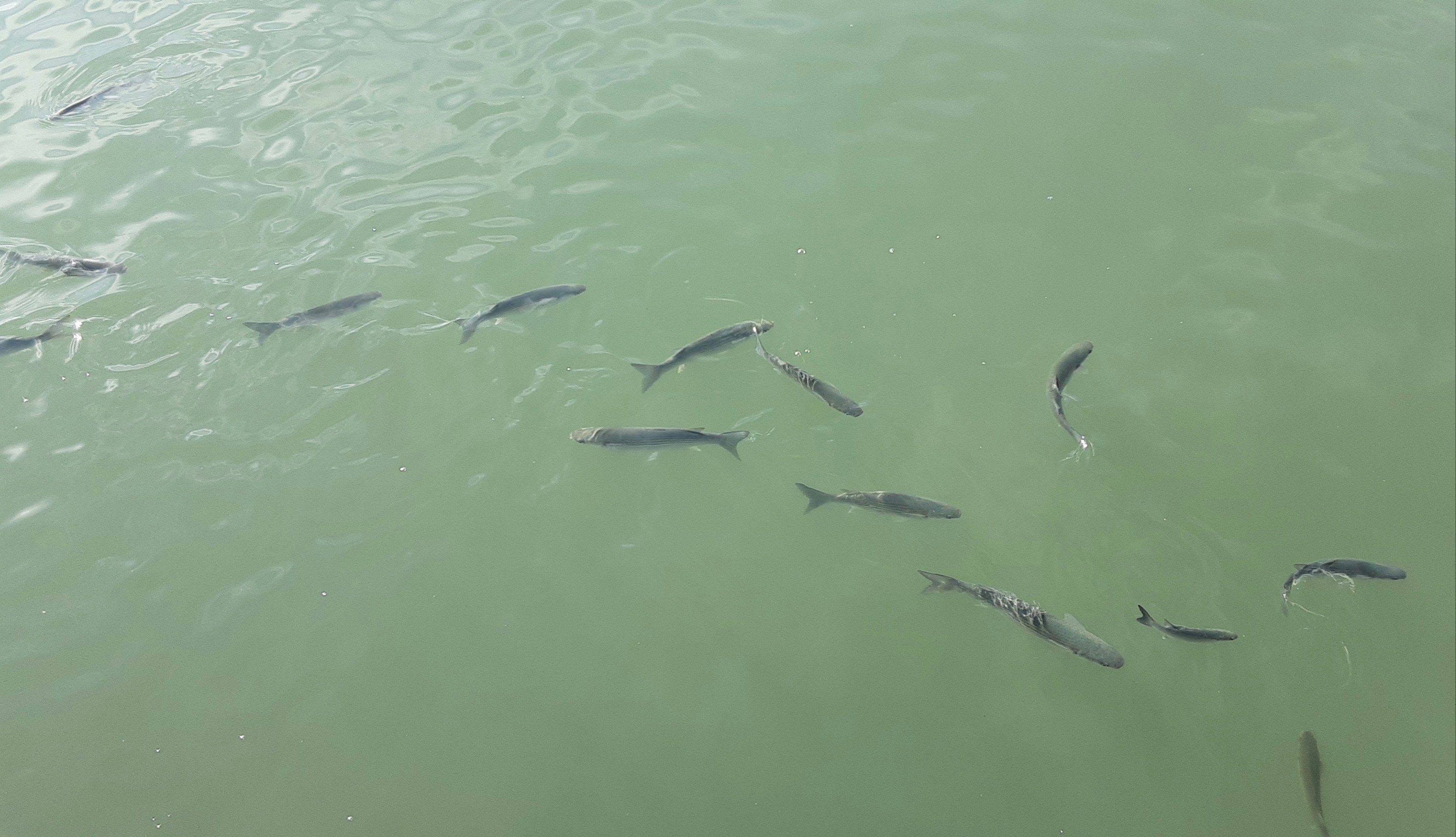 sekumpulan ikan di atas air