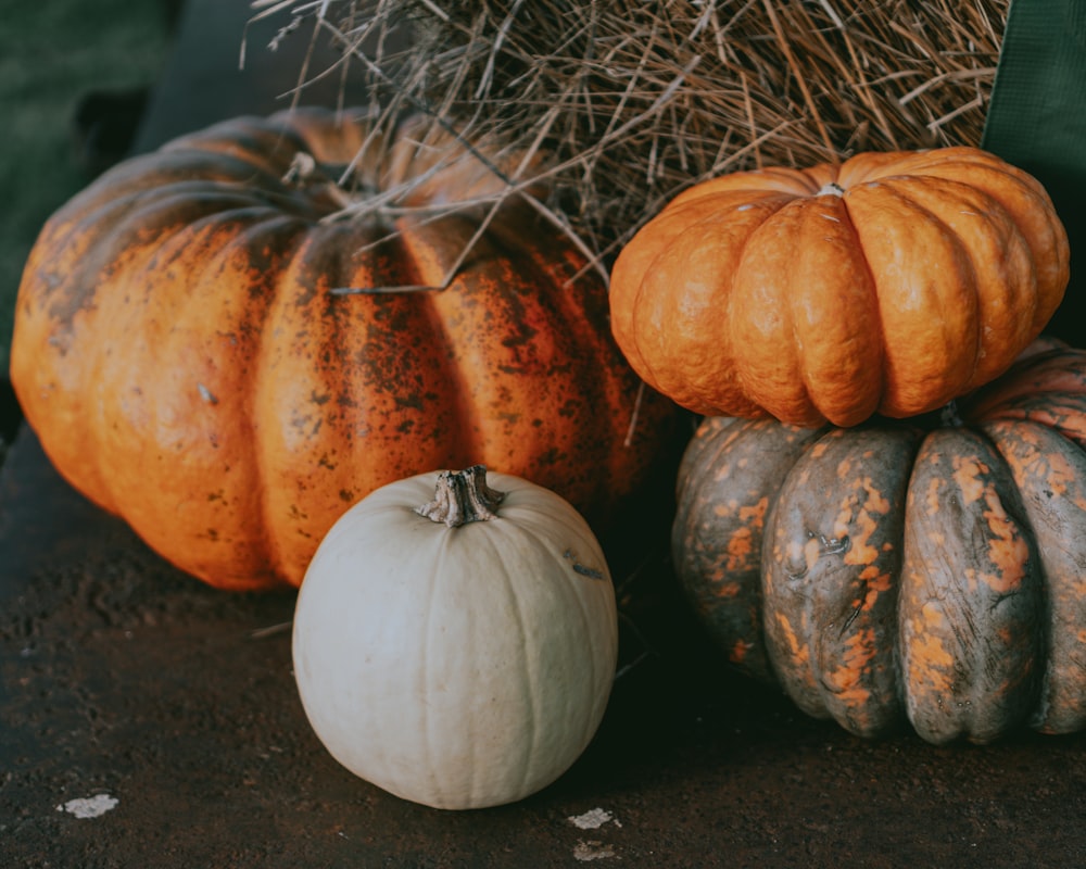 orange and white pumpkins on black soil