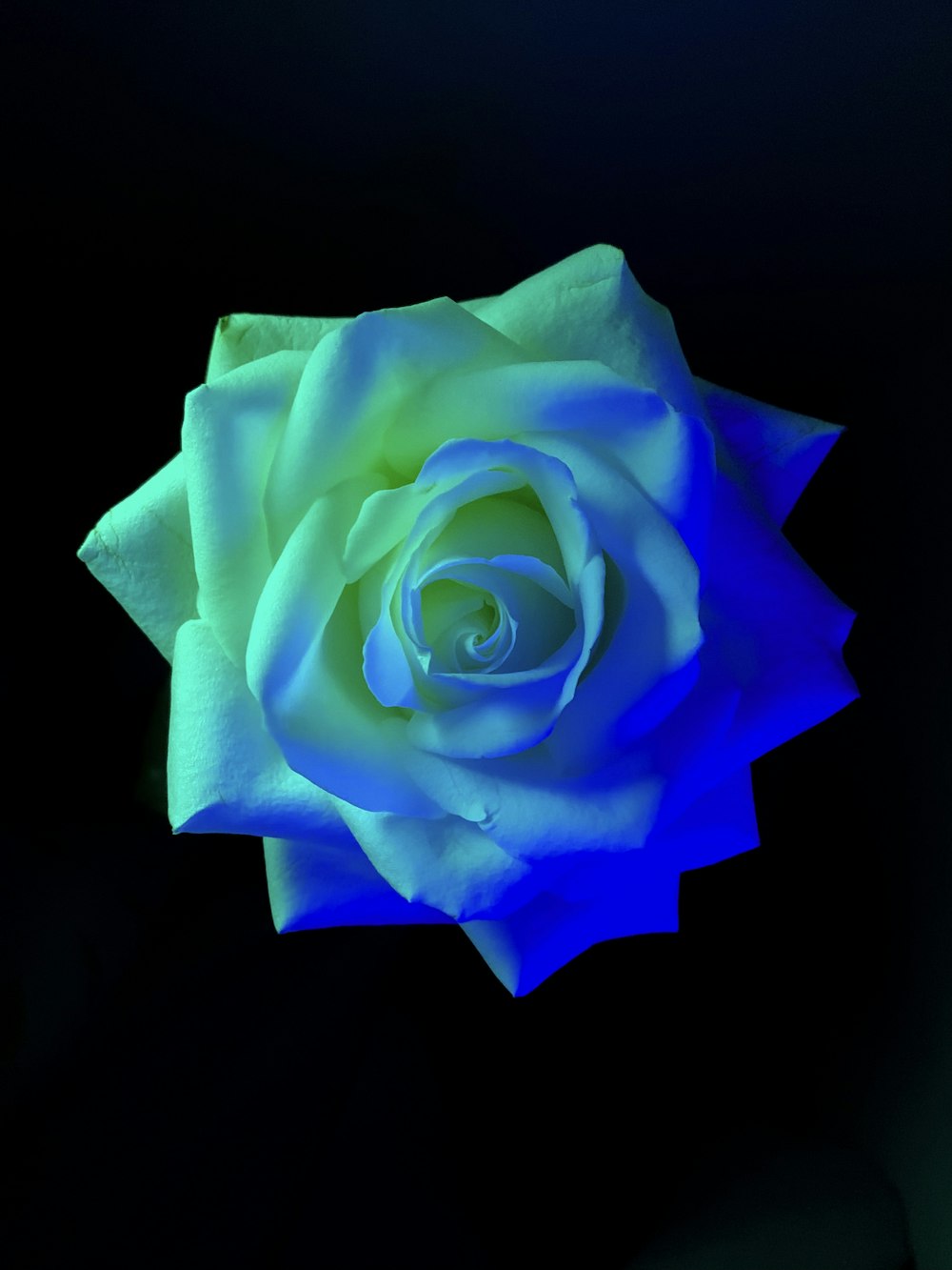 blue rose in black background photo – Free Plant Image on Unsplash
