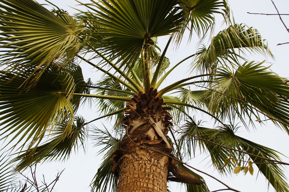brown and green palm tree