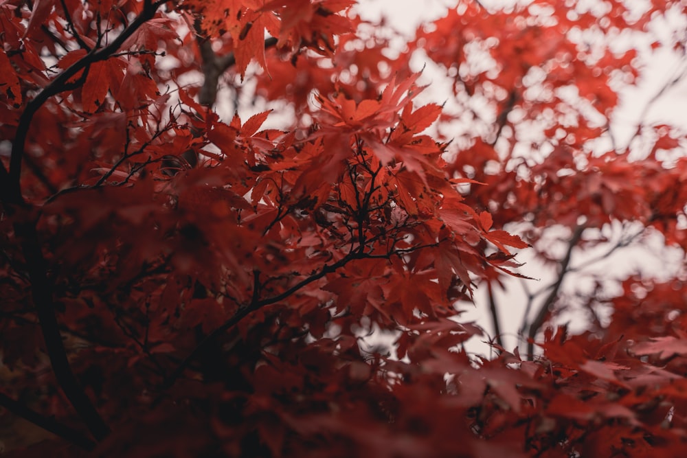 red maple leaves in close up photography