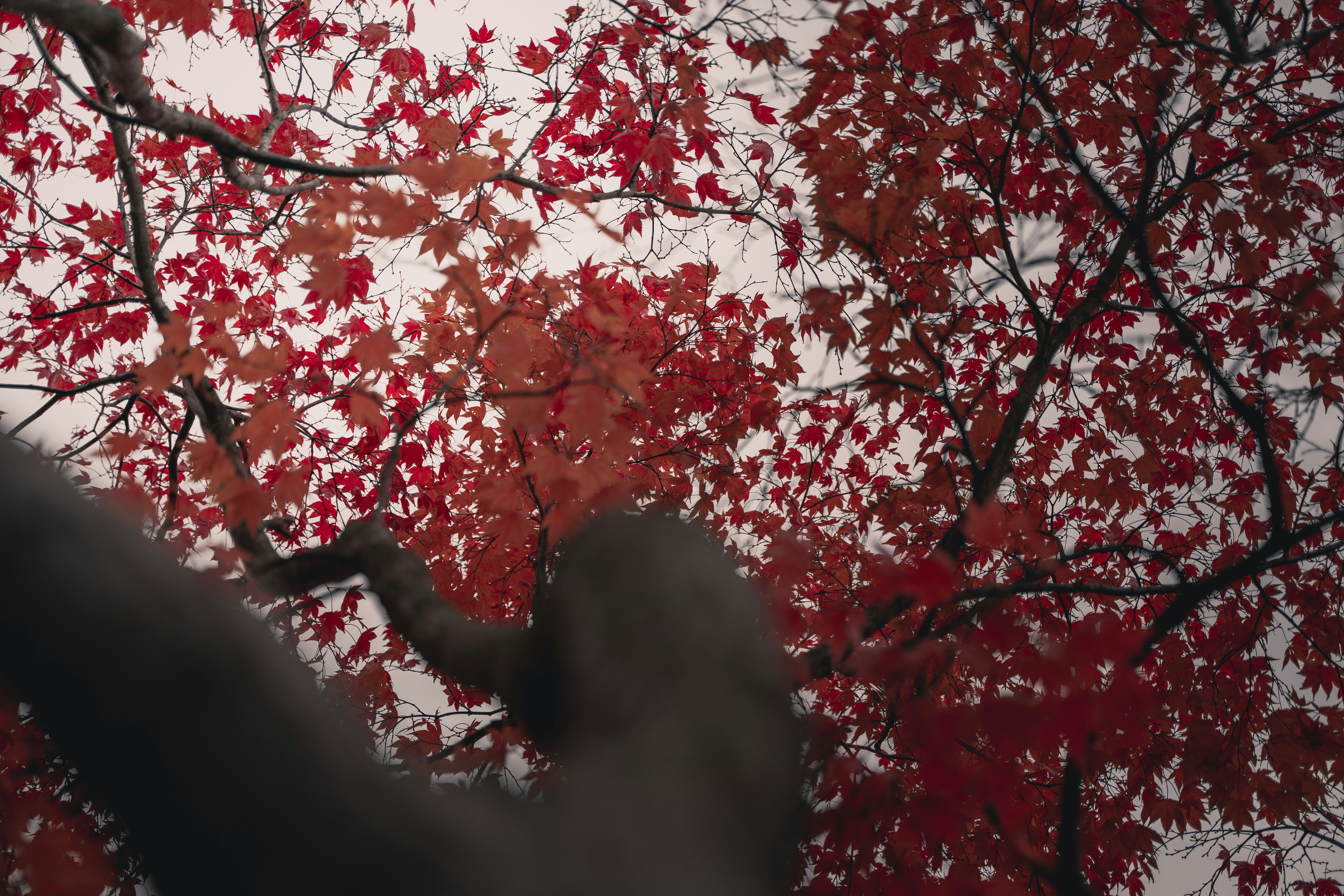 Photo by samuelbryngelsson