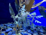 A leafy sea dragon blending perfectly with seaweed in the ocean.