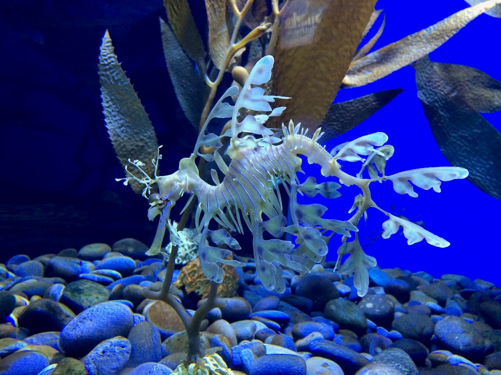 blue and white plant on brown tree branch