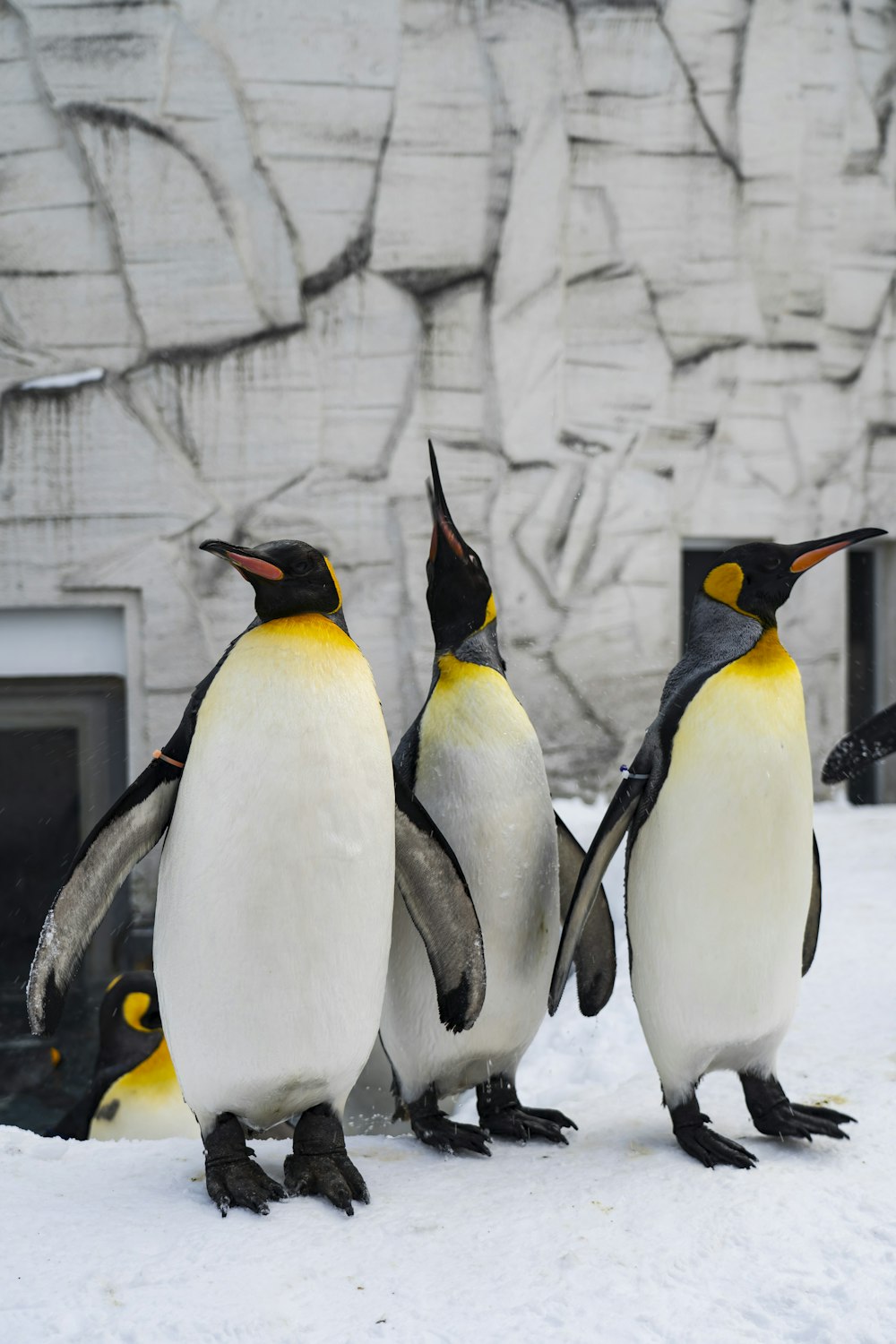 灰色のコンクリートの壁にペンギン