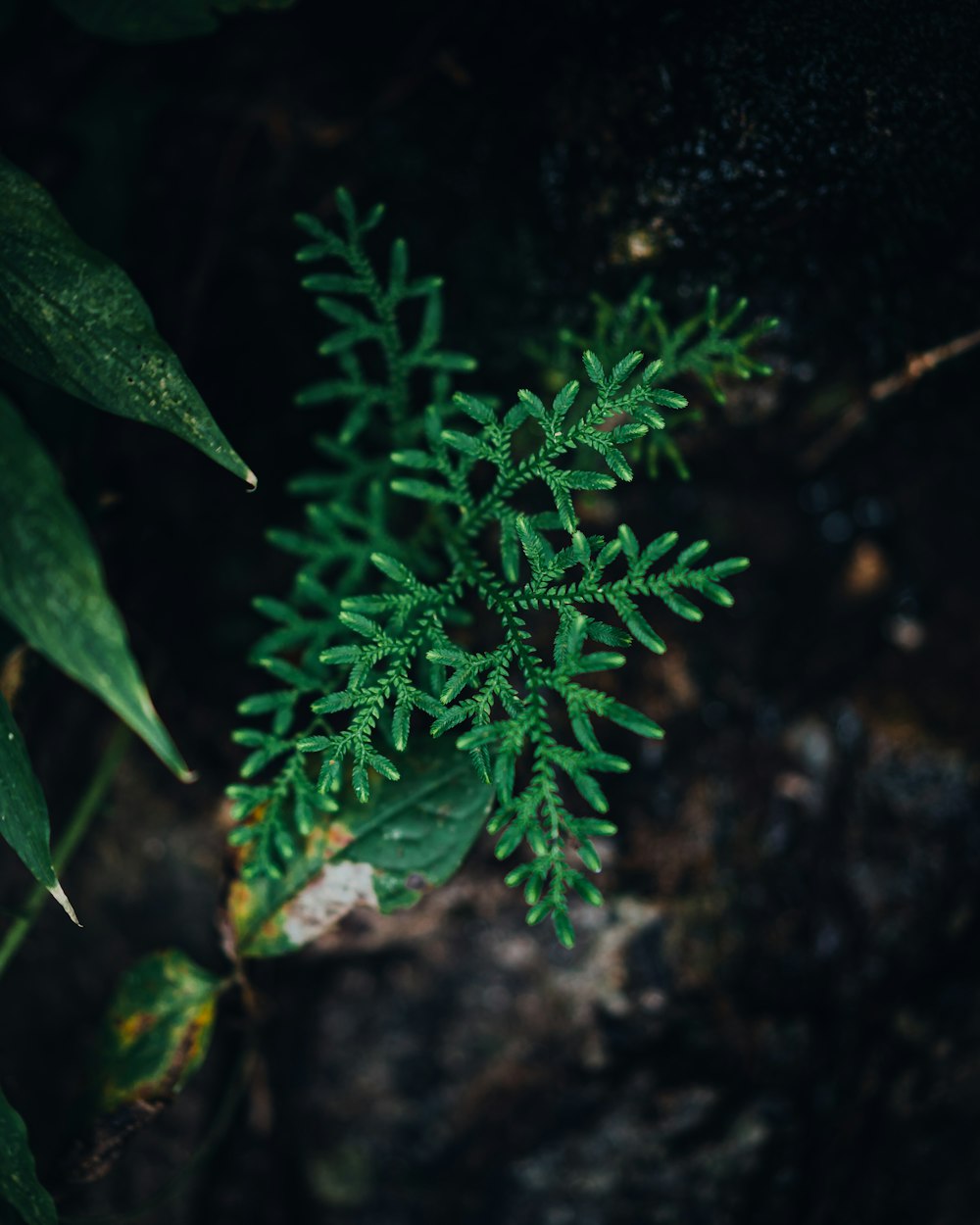 褐色の土に緑の植物