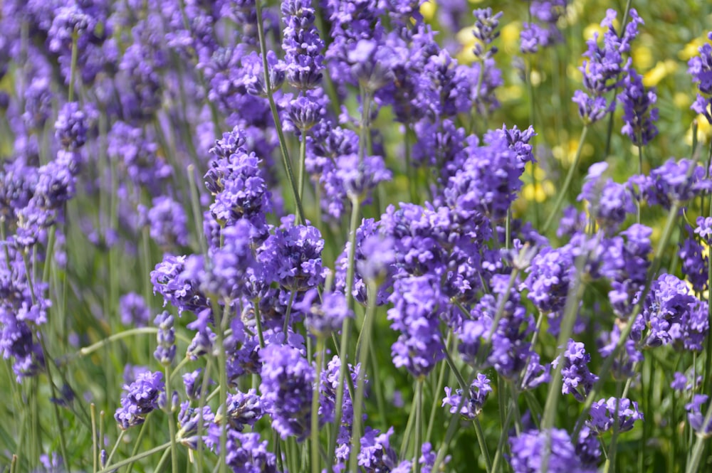 purple flowers in tilt shift lens