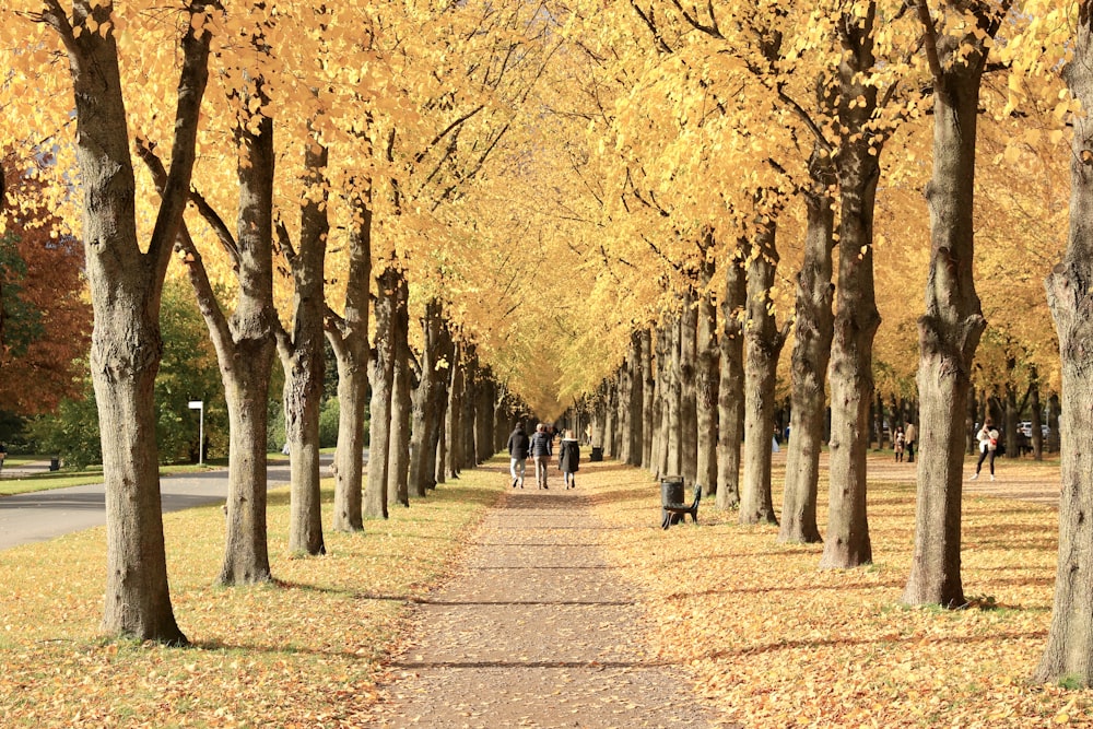 people walking on pathway between trees during daytime