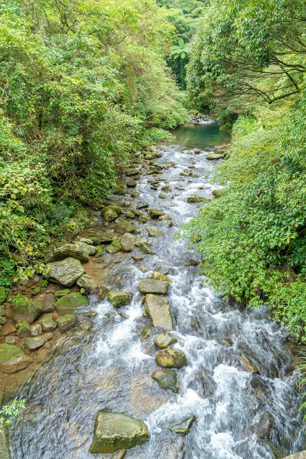 river in the middle of green trees