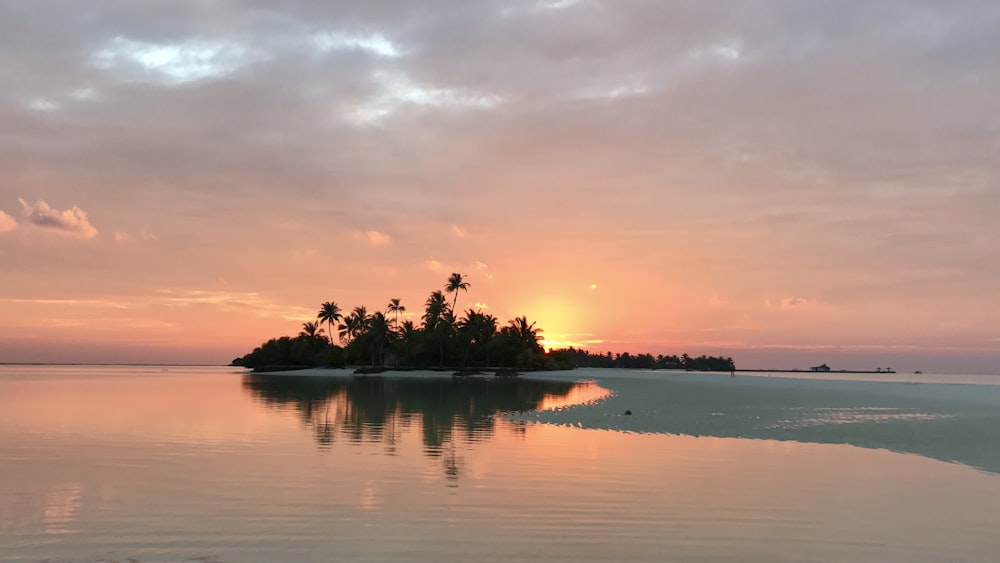 silhouette of trees near body of water during sunset