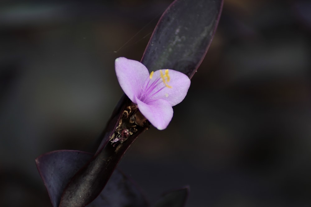 purple flower in macro shot