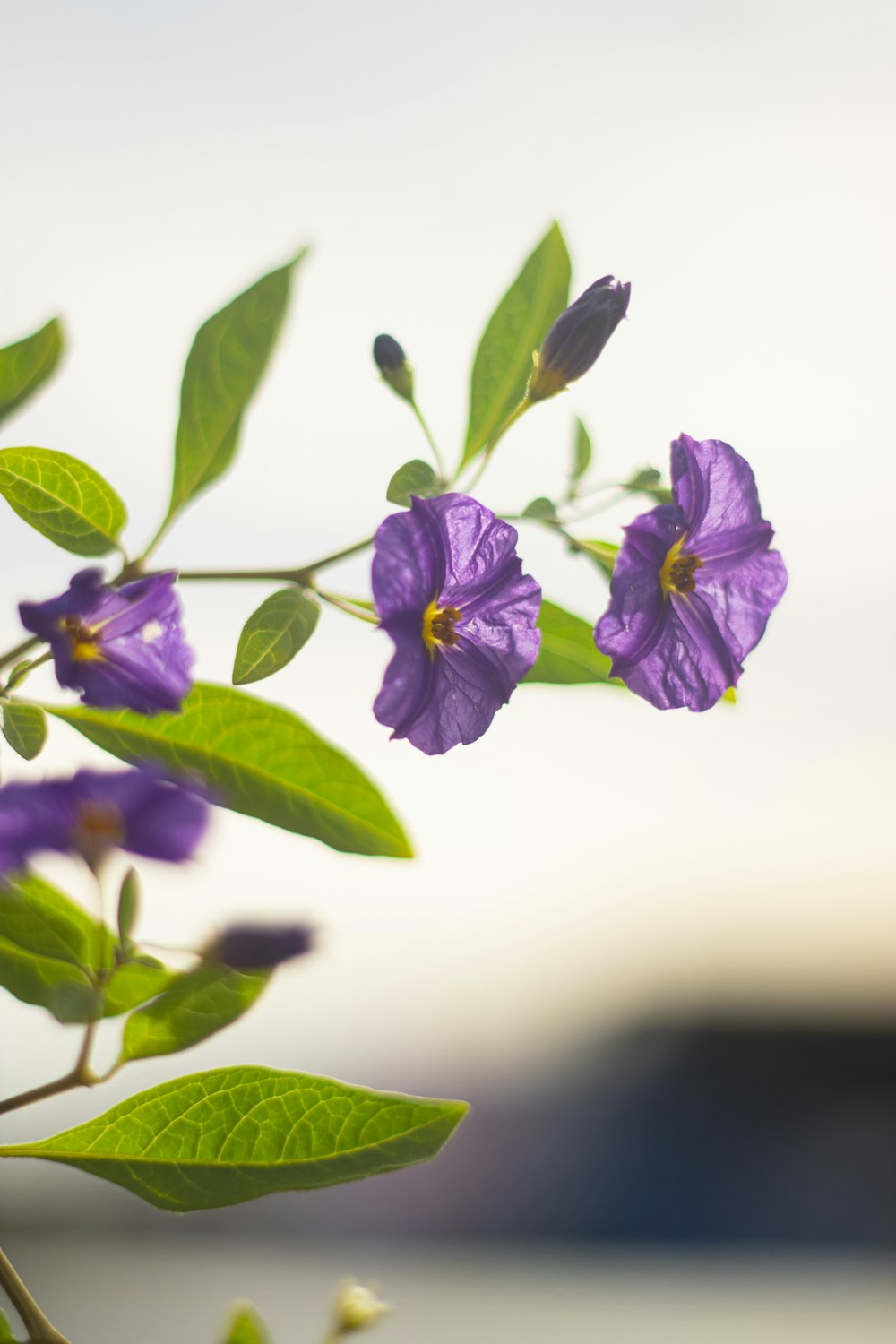 purple flower in tilt shift lens