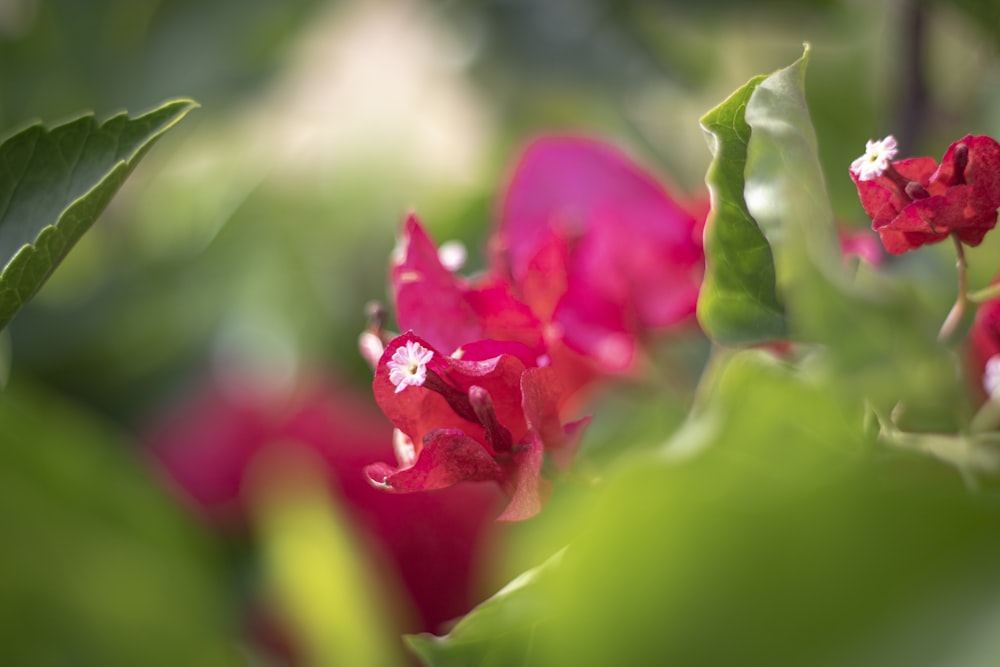 red flower in macro shot