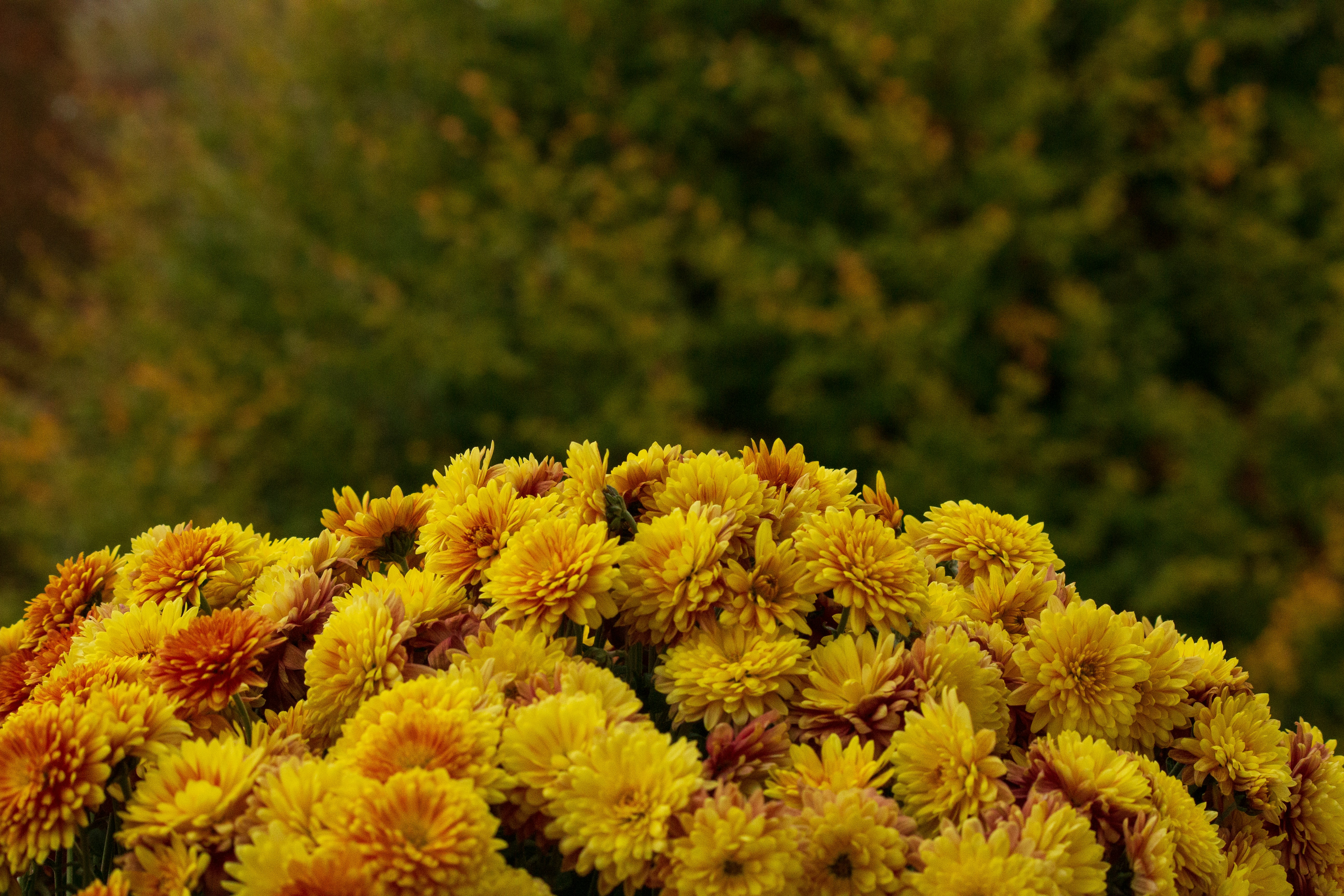 yellow flowers in tilt shift lens