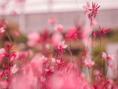 A peaceful scene of blush-colored flowers in a gentle breeze.
