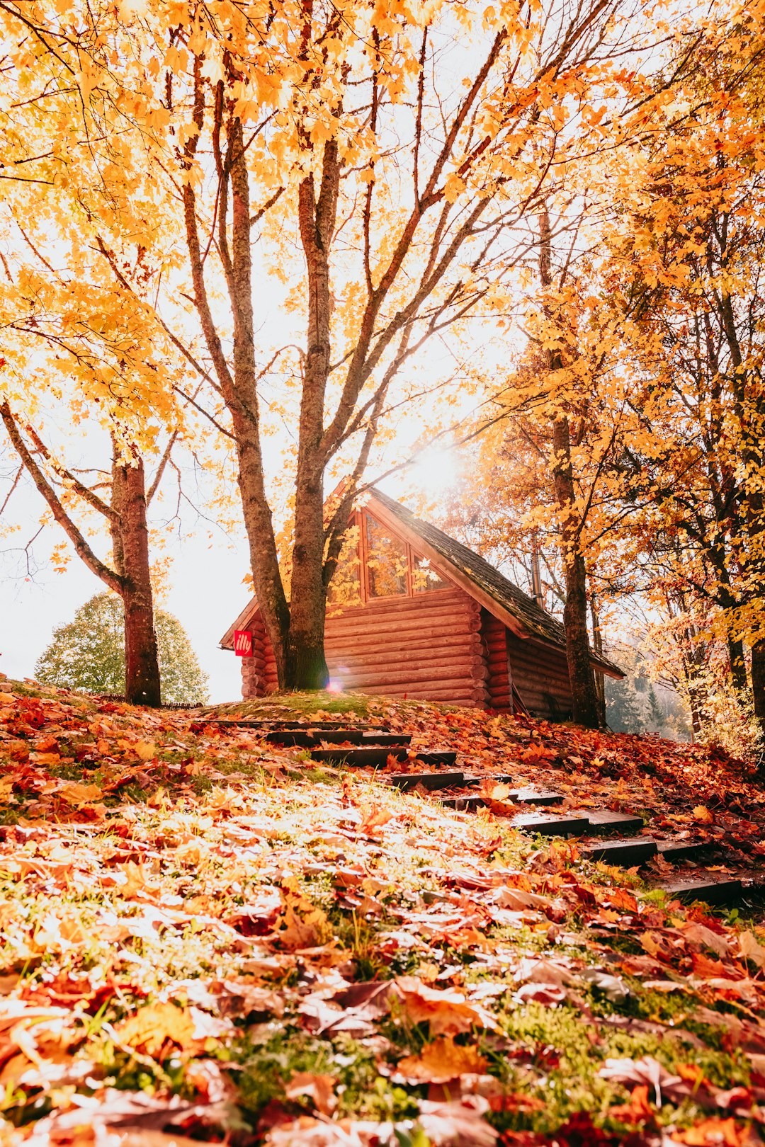 brown wooden house near brown trees during daytime