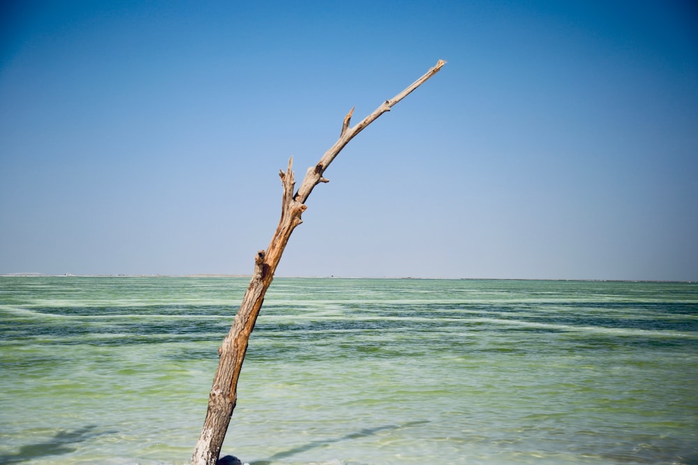 brown tree branch on body of water during daytime