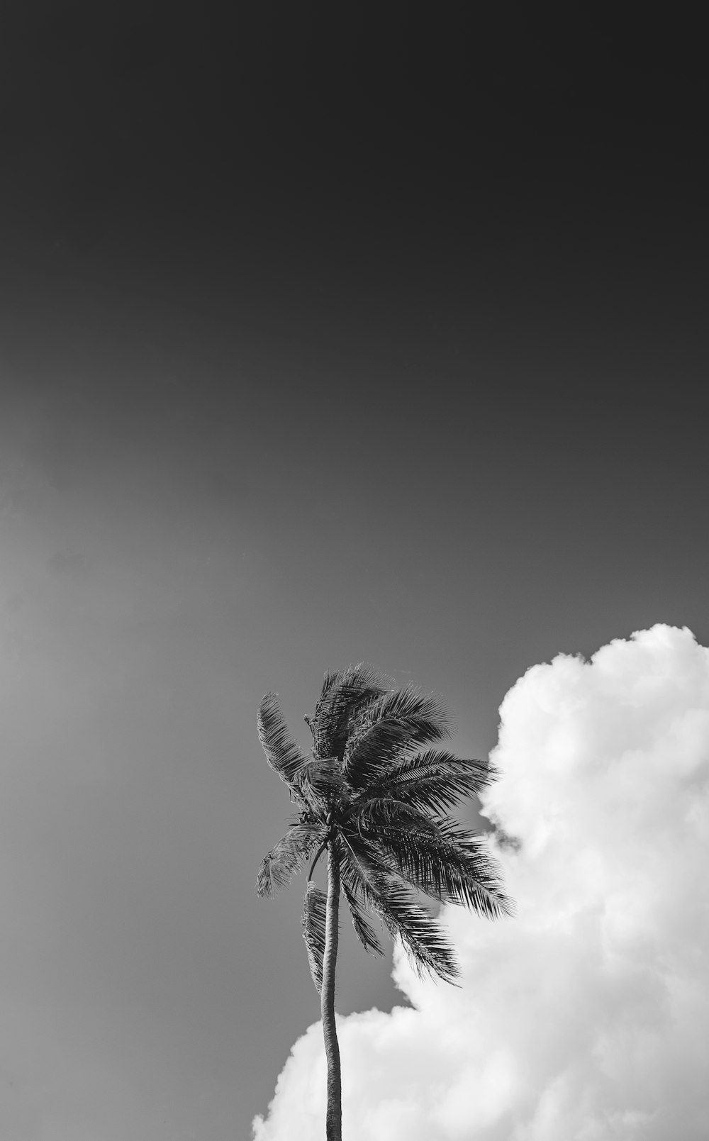 grayscale photo of palm tree under cloudy sky