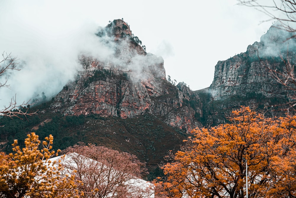 brown trees on mountain during daytime