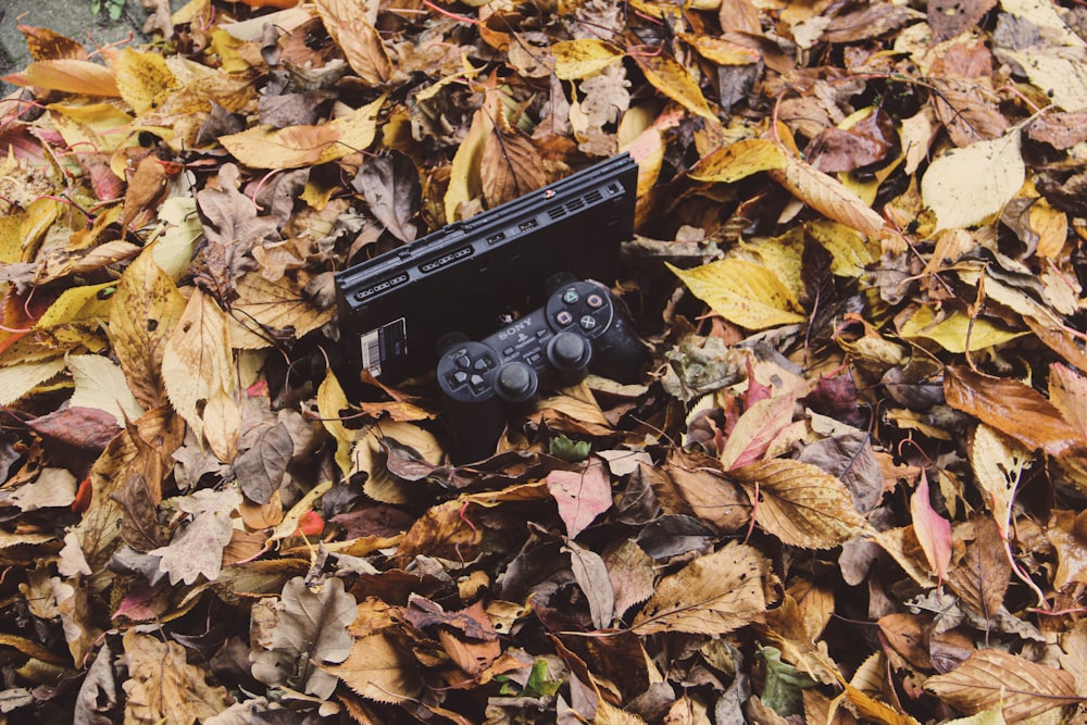 black dslr camera on brown leaves