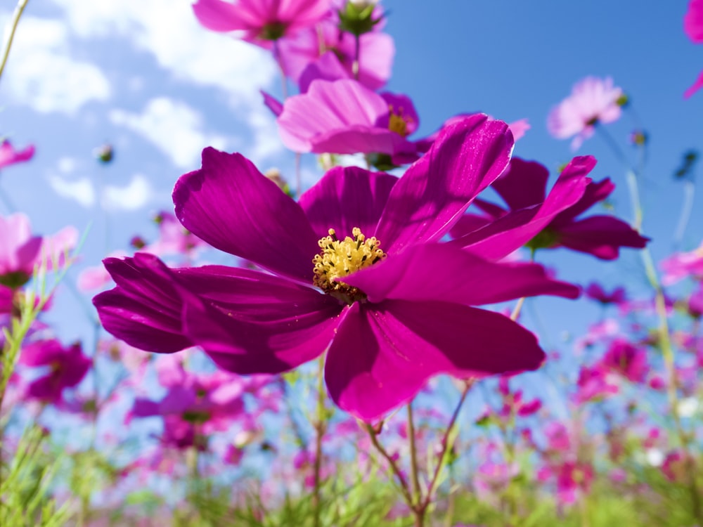 pink and yellow flower in tilt shift lens