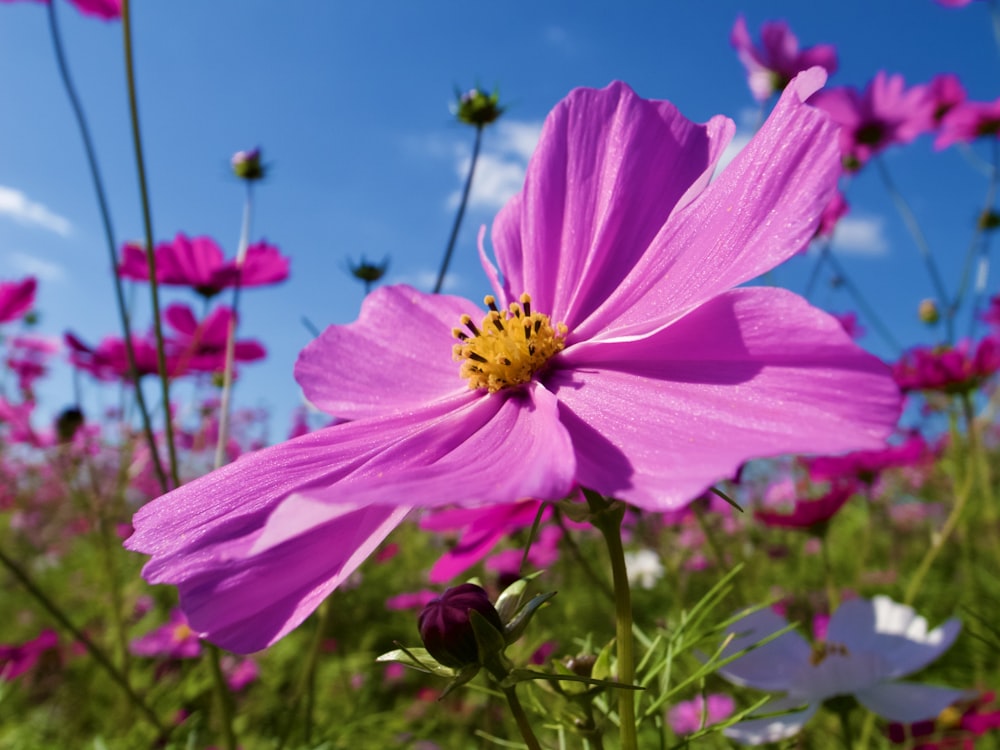 pink cosmos flower in bloom during daytime