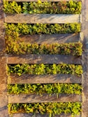 A close-up view of a metal drain grate with plants growing in between the openings. The foliage is dense and features shades of green and hints of red. The metal appears weathered, with a rustic and aged look.