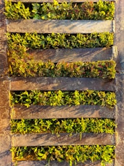 A close-up view of a metal drain grate with plants growing in between the openings. The foliage is dense and features shades of green and hints of red. The metal appears weathered, with a rustic and aged look.