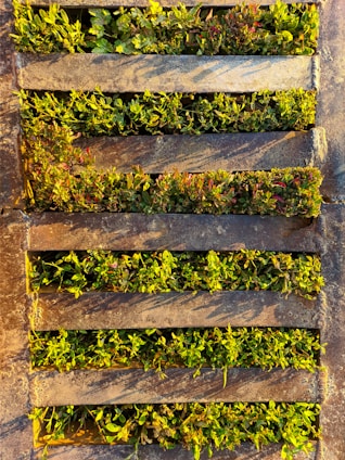 A close-up view of a metal drain grate with plants growing in between the openings. The foliage is dense and features shades of green and hints of red. The metal appears weathered, with a rustic and aged look.
