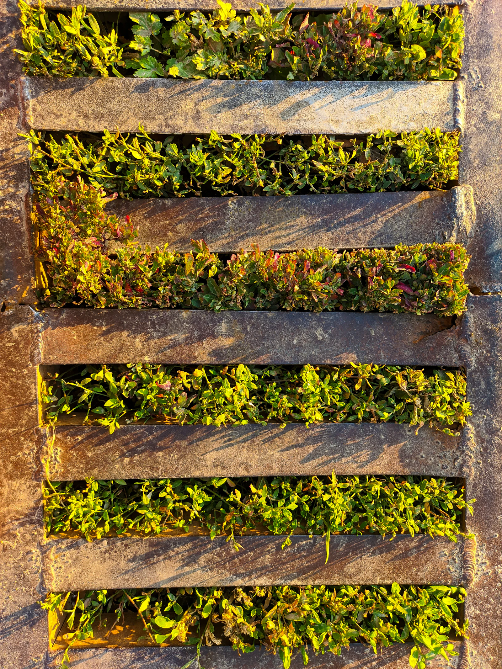Weathered metal trench drain grate with greenery growing between the bars