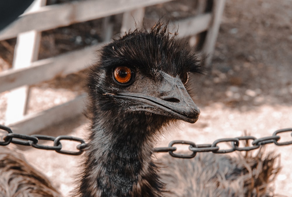 brown ostrich on brown metal cage during daytime