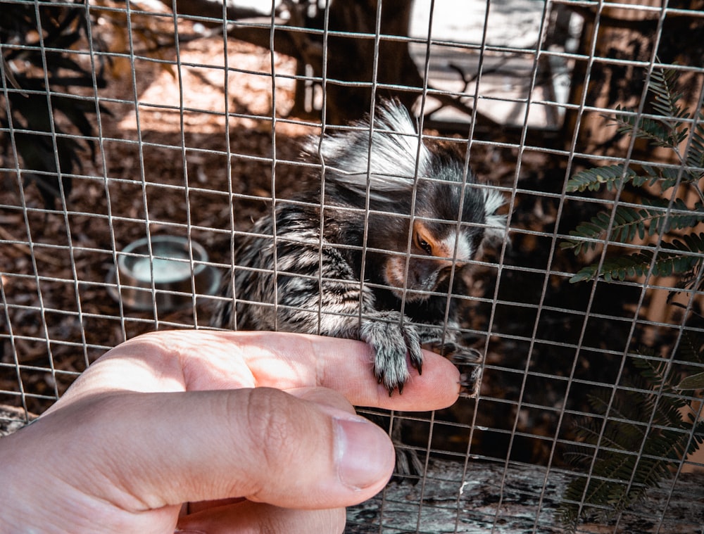 person holding black and white bird