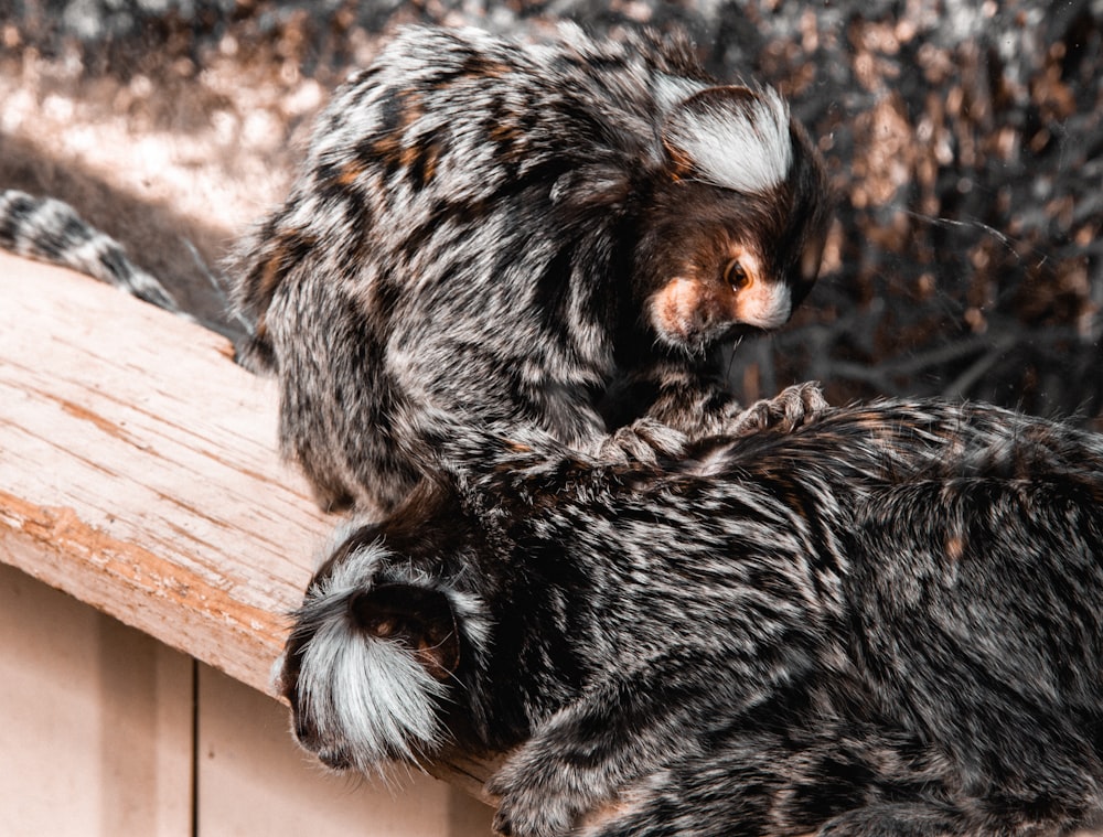 black and brown monkey on brown wooden surface