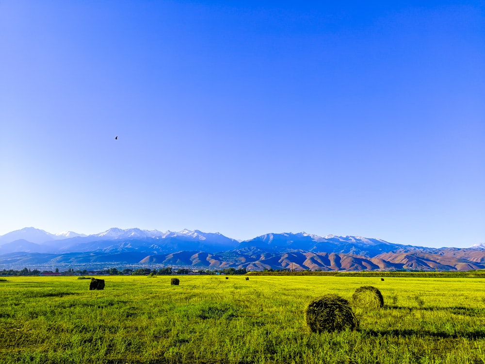 green grass field under blue sky during daytime