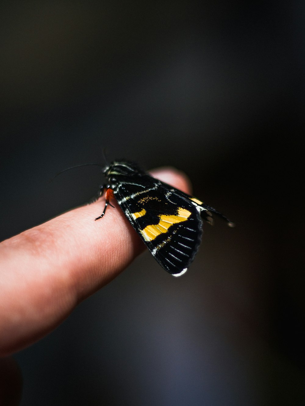 borboleta preta e amarela na mão das pessoas