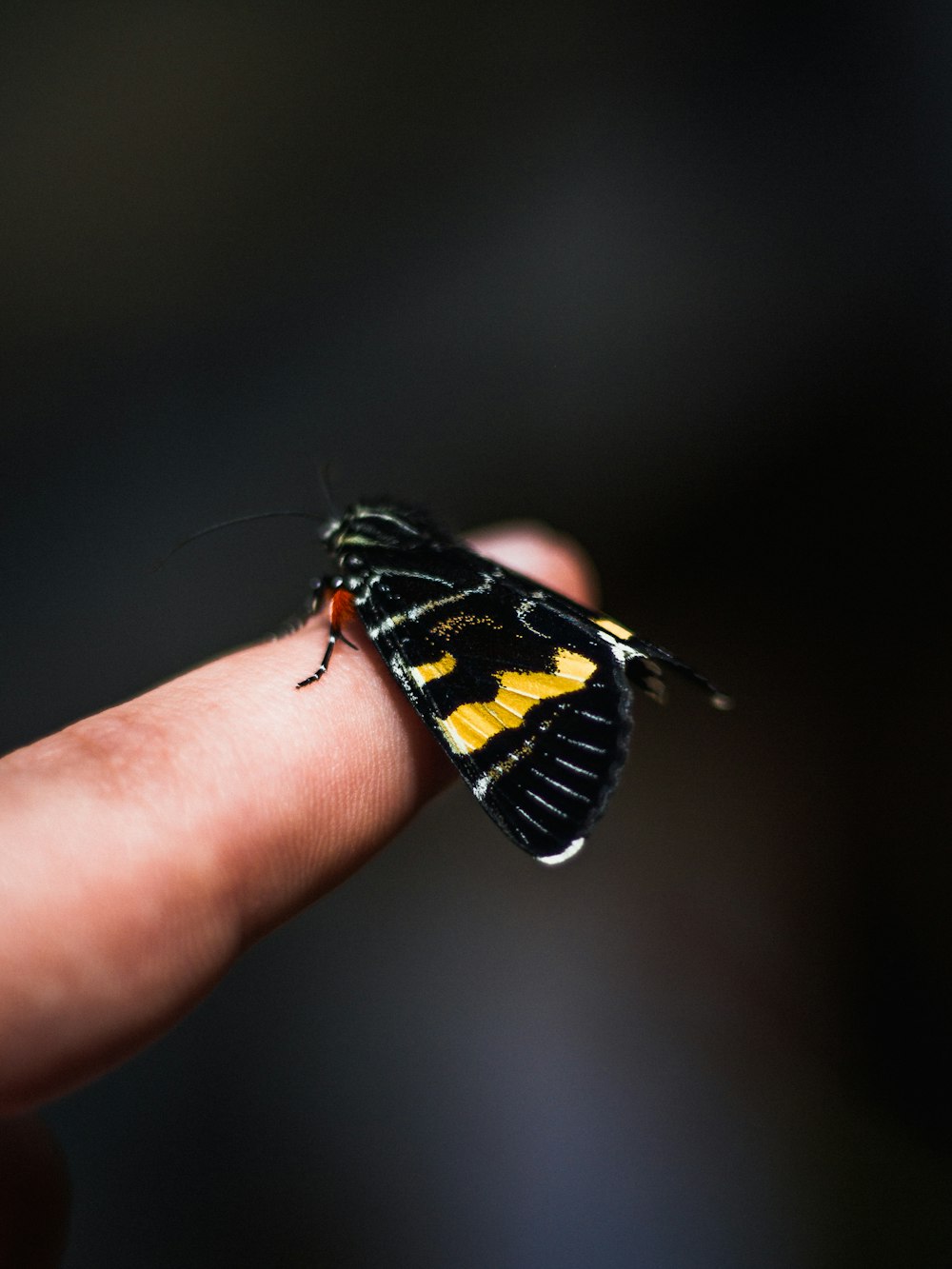 black and yellow butterfly on persons hand