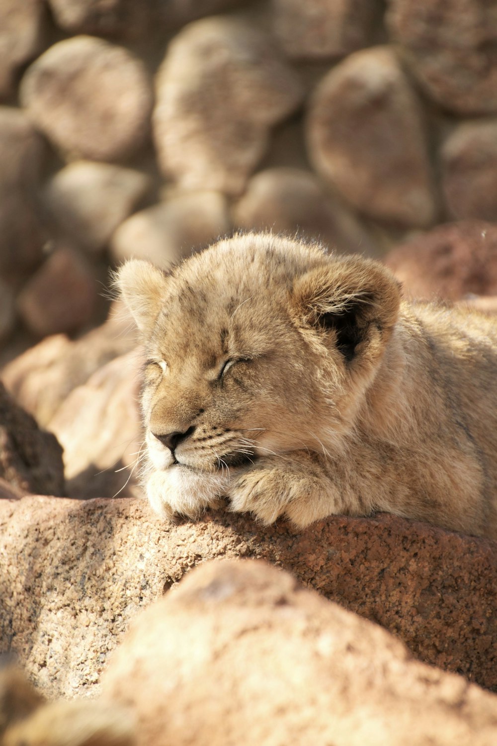 brown lioness lying on brown rock during daytime