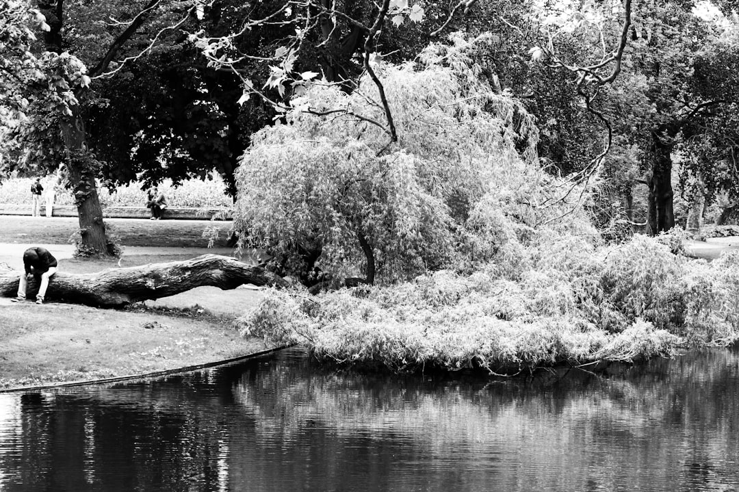 grayscale photo of trees near river