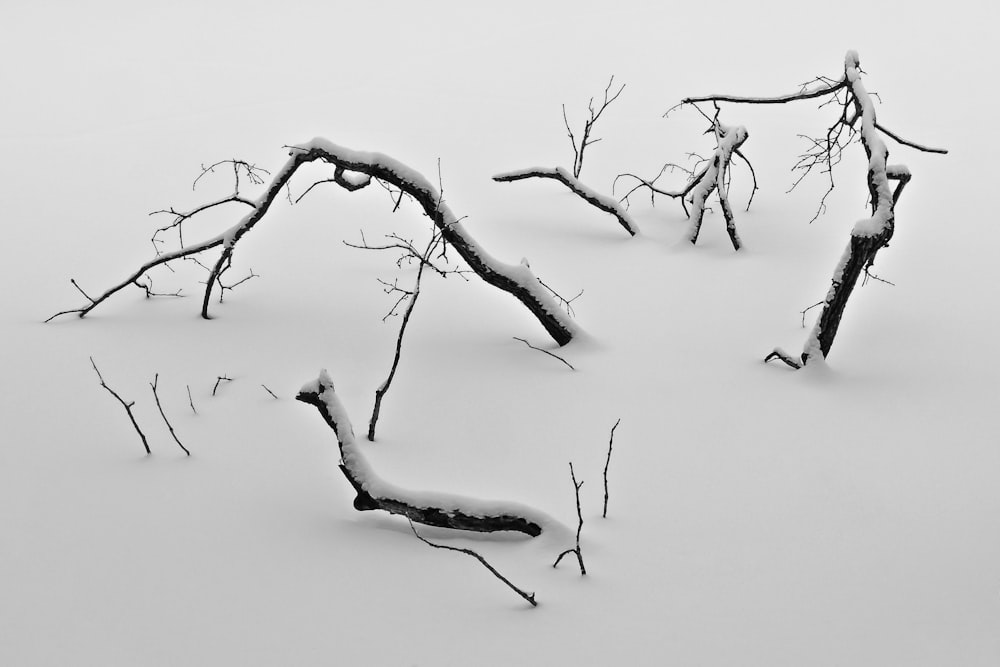 birds on bare tree branch