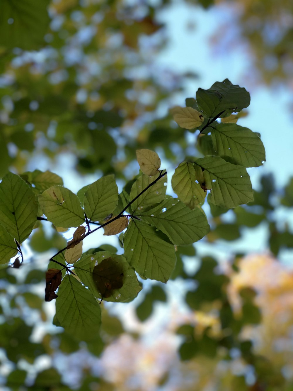 green leaves in tilt shift lens