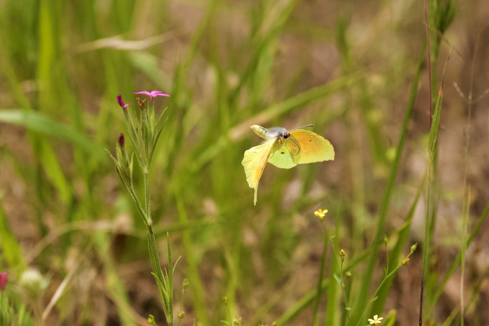 yellow butterfly perched on purple flower in close up photography during daytime