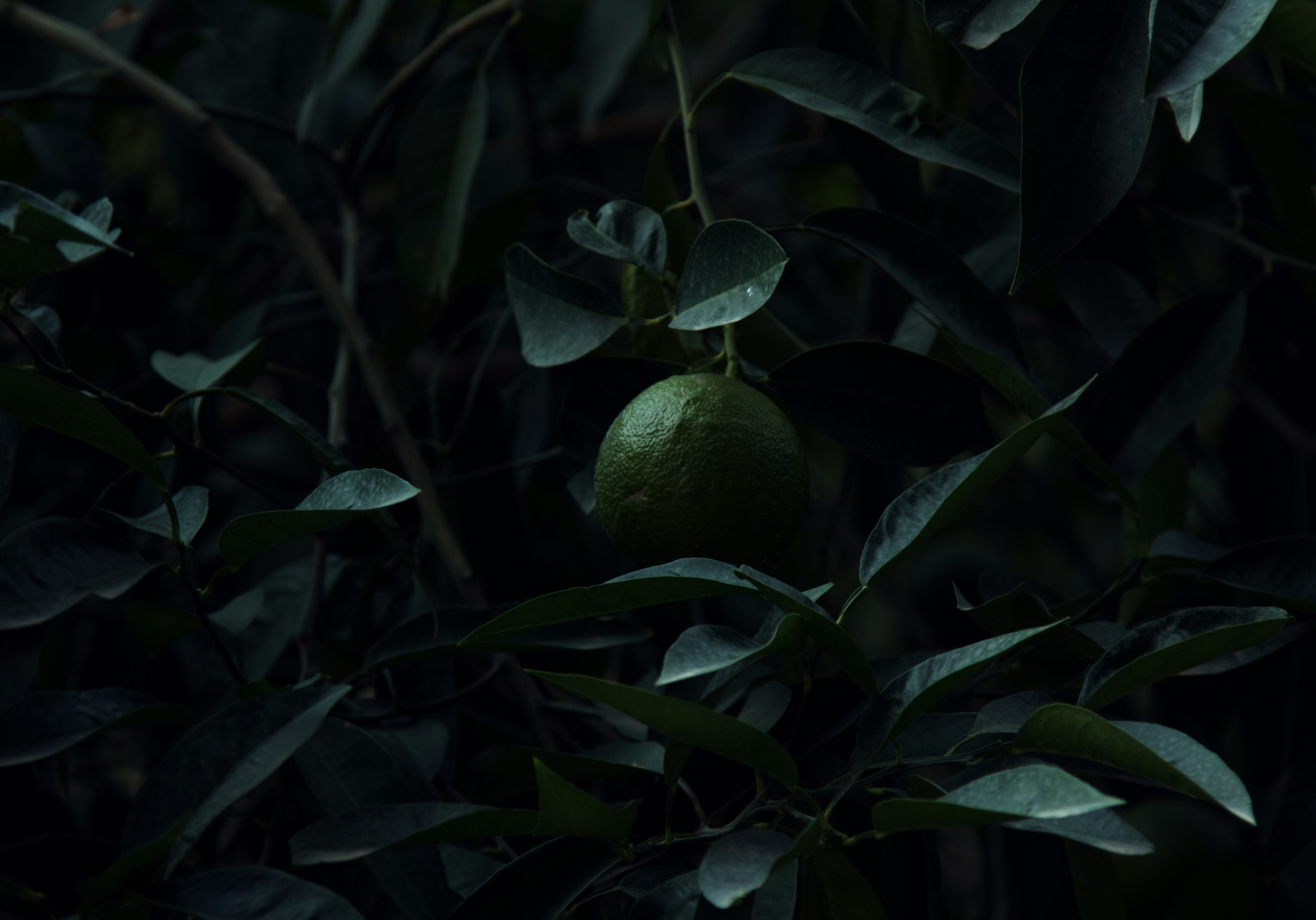 Photo by mohammadfathollahi