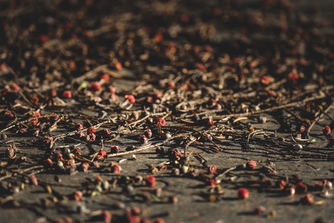 red and black leaves on ground